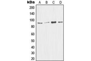 Western blot analysis of MDM2 expression in Jurkat (A), A673 (B), HEK293T (C), A549 (D) whole cell lysates.