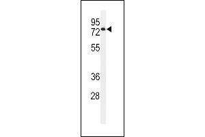 Western blot analysis of EN Antibody (Center) (ABIN651116 and ABIN2840082) in HL-60 cell line lysates (35 μg/lane). (ENPP7 Antikörper  (AA 286-313))