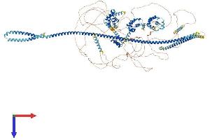 CUX1 Protein (AA 1-1505) (His tag)