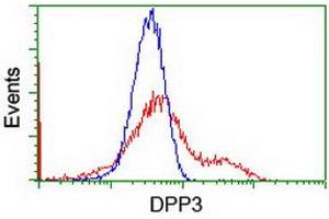 Image no. 3 for anti-Dipeptidyl-Peptidase 3 (DPP3) antibody (ABIN1497828) (DPP3 Antikörper)