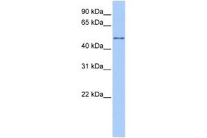 WB Suggested Anti-CCT8L2 Antibody Titration:  0. (CCT8L2 Antikörper  (Middle Region))