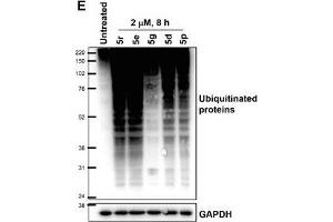 Western Blotting (WB) image for anti-Glyceraldehyde-3-Phosphate Dehydrogenase (GAPDH) antibody (ABIN2857072)