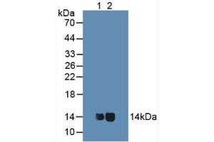 Figure. (Cytochrome C Antikörper  (AA 13-99))