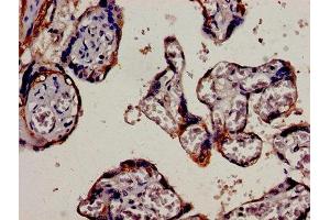 Immunocytochemistry analysis of human placenta tissue using ABIN7157392 at dilution of 1:100 (Cytokeratin 18 Antikörper  (AA 102-396))