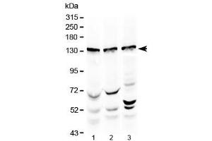Western blot testing of 1) rat testis, 2) mouse testis and 3) human HeLa lysate with Exportin-5 antibody at 0.