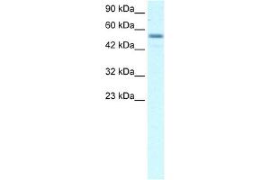 WB Suggested Anti-EBF3 Antibody Titration: 2. (EBF3 Antikörper  (Middle Region))