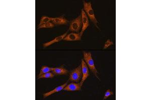 Immunofluorescence analysis of NIH/3T3 cells using GN Rabbit pAb (ABIN7267544) at dilution of 1:100. (GNAT3 Antikörper  (AA 60-130))