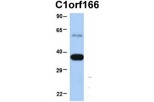 Host:  Rabbit  Target Name:  C1orf166  Sample Type:  Human Fetal Heart  Antibody Dilution:  1.