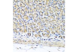 Immunohistochemistry of paraffin-embedded mouse stomach using STK3 antibody at dilution of 1:100 (x40 lens). (STK3 Antikörper)