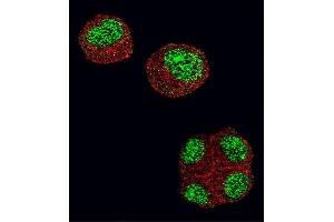 Confocal immunofluorescent analysis of HDAC1 Antibody (N-term) (ABIN1882087 and ABIN2844612) with 293 cell followed by Alexa Fluor 488-conjugated goat anti-rabbit lgG (green). (HDAC1 Antikörper  (N-Term))