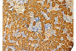 ABIN6261698 and ABIN6276856 at 1/100 staining Mouse kidney tissue by IHC-P.