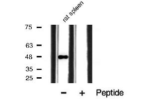 Western Blotting (WB) image for anti-Histone Deacetylase 3 (HDAC3) (pSer424) antibody (ABIN6256332)