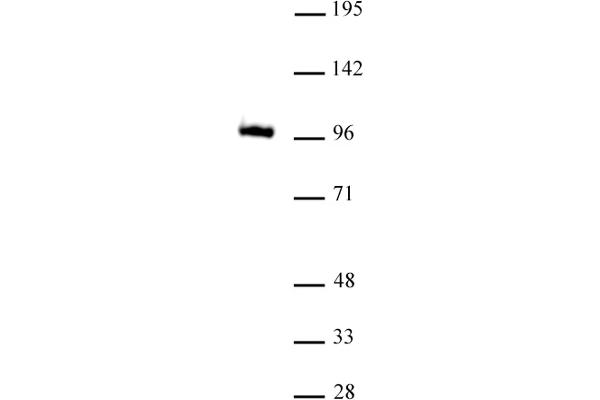 GLIS1 Antikörper  (N-Term)