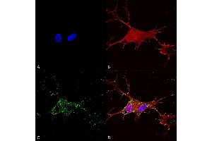 Immunocytochemistry/Immunofluorescence analysis using Mouse Anti-Synaptotagmin-7 Monoclonal Antibody, Clone S275-14 (ABIN2482946). (SYT7 Antikörper  (AA 150-239) (HRP))