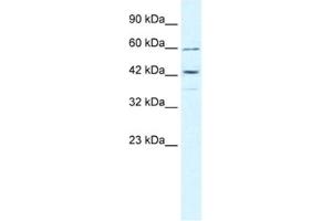 Western Blotting (WB) image for anti-Tripartite Motif Containing 68 (TRIM68) antibody (ABIN2460957) (TRIM68 Antikörper)