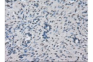 Immunohistochemical staining of paraffin-embedded liver tissue using anti-PRLmouse monoclonal antibody. (Prolactin Antikörper)