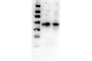 Western Blot of Rabbit anti-Glut2 antibody. (SLC2A2 Antikörper  (C-Term))