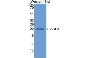 Western Blotting (WB) image for anti-Poly(A) Binding Protein, Cytoplasmic 1-Like (PABPC1L) (AA 187-368) antibody (ABIN1860115) (PABPC1L Antikörper  (AA 187-368))
