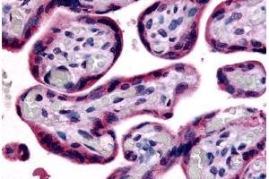 Anti-SLC7A5 antibody  ABIN1049351 IHC staining of human placenta, terminal villi. (SLC7A5 Antikörper  (Internal Region))