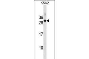 Mouse Rab17 Antibody (Center) (ABIN1538650 and ABIN2850148) western blot analysis in K562 cell line lysates (35 μg/lane). (RAB17 Antikörper  (AA 83-110))