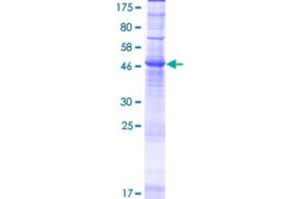 ORAI2 Protein (AA 1-254) (GST tag)
