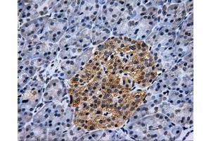 Immunohistochemical staining of paraffin-embedded pancreas tissue using anti-HK2mouse monoclonal antibody. (Hexokinase 2 Antikörper)