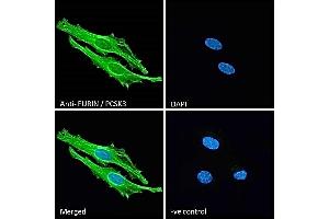 ABIN1590028 Immunofluorescence analysis of paraformaldehyde fixed HeLa cells, permeabilized with 0.