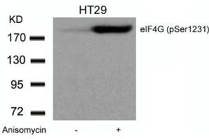 Western blot analysis of extracts from HT29 cells untreated or treated with Anisomycin using eIF4G (phospho-Ser1231) Antibody. (EIF4G1 Antikörper  (pSer1232))