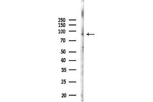 anti-RAS Protein Activator Like 1 (GAP1 Like) (RASAL1) antibody