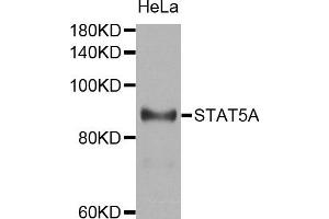 Western blot analysis of extracts of HeLa cell line, using STAT5A antibody. (STAT5A Antikörper)