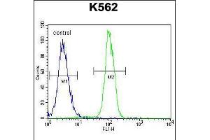 Flow cytometric analysis of K562 cells (right histogram) compared to a negative control cell (left histogram). (ZNF619 Antikörper  (N-Term))