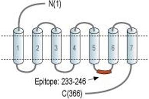 Representative domain view of the target of ABIN7043565.