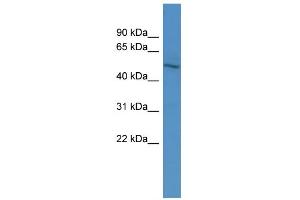 WB Suggested Anti-ZNF101 Antibody Titration:  0. (ZNF101 Antikörper  (N-Term))