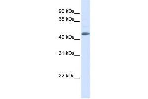 Western Blotting (WB) image for anti-Sorting Nexin 5 (SNX5) antibody (ABIN2459843) (SNX5 Antikörper)