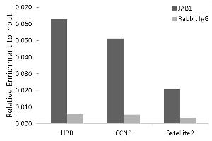 Chromatin immunoprecipitation analysis of extracts of HeLa cells, using J/CSN5/COPS5 antibody (ABIN7266497) and rabbit IgG. (COPS5 Antikörper)