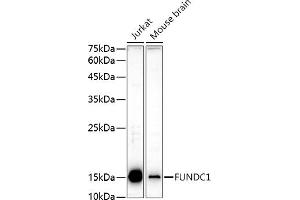 Western blot analysis of extracts of various cell lines, using FUNDC1 antibody (ABIN7267276) at 1:1000 dilution. (FUNDC1 Antikörper  (AA 50-150))