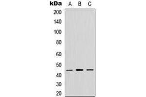 Western blot analysis of GPR13 expression in MCF7 (A), NS-1 (B), PC12 (C) whole cell lysates. (CX3CR1 Antikörper  (C-Term))