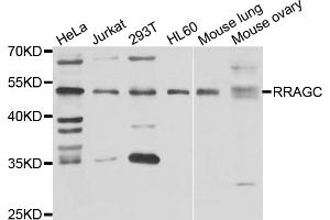 Western blot analysis of extracts of various cell lines, using RRAGC antibody (ABIN5975563) at 1/1000 dilution. (GTR2 Antikörper)