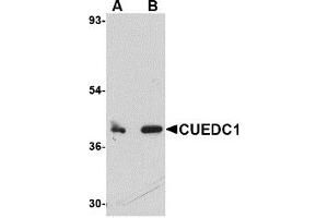 Western Blotting (WB) image for anti-CUE Domain Containing 1 (CUEDC1) (C-Term) antibody (ABIN1030351) (CUEDC1 Antikörper  (C-Term))