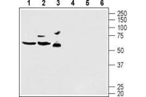 Western blot analysis of mouse brain lysate (lanes 1 and 4), rat brain lysate (lanes 2 and 5) and human U-87 MG glioblastoma cell lysate (lanes 3 and 6): - 1-3. (KCND2 Antikörper  (C-Term, Intracellular))