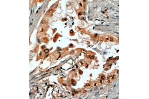 ABIN185346 (4µg/ml) staining of paraffin embedded Human Prostate.