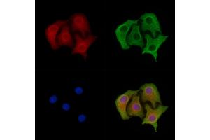 ABIN6263681 and ABIN6278316 staining Hela cells by IF/ICC. (NOG Antikörper  (Internal Region))