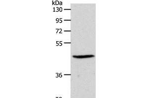 Western Blot analysis of PC3 cell using EDG3 Polyclonal Antibody at dilution of 1:550 (S1PR3 Antikörper)
