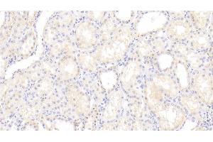 Detection of VASN in Human Kidney Tissue using Polyclonal Antibody to Vasorin (VASN)