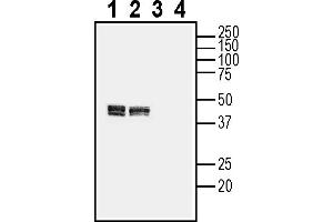 anti-Calcium Homeostasis Modulator 2 (CALHM2) (AA 133-146), (Extracellular) antibody