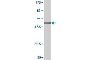 Western Blot detection against Immunogen (55. (AFT1 Antikörper  (AA 1-271))