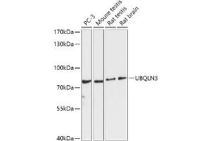 Western blot analysis of extracts of various cell lines, using UBQLN3 antibody (ABIN7271123) at 1:1000 dilution. (Ubiquilin 3 Antikörper  (AA 306-620))