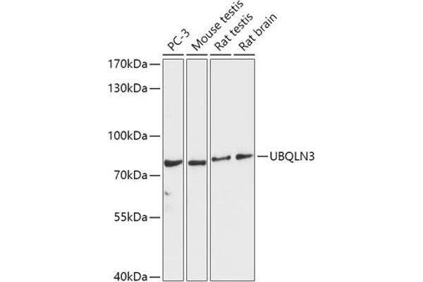 Ubiquilin 3 antibody  (AA 306-620)
