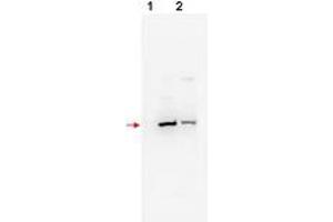 Image no. 1 for anti-F-Box and WD Repeat Domain Containing 11 (FBXW11) (N-Term) antibody (ABIN296963) (FBXW11 Antikörper  (N-Term))
