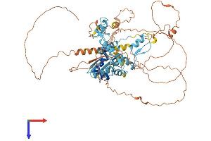 ZBTB7C Protein (AA 1-619) (His tag)
